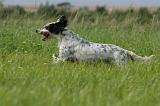 SETTER ANGLAIS 300